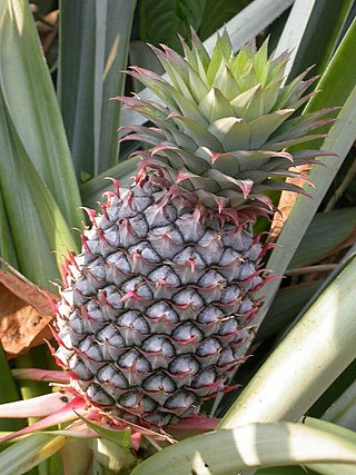 <span class="mw-page-title-main">Bromeliaceae</span> Family of monocot flowering plants