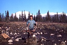 A hunter from Texas with a bull caribou that was shot for camp meat and for practice using the high-power rifle, on R. Lynn Ross's tenure, August 1970. Mt. Lady Laurier in the background. Pint-Mt002-PS-DeNoiseAI-standard.jpg