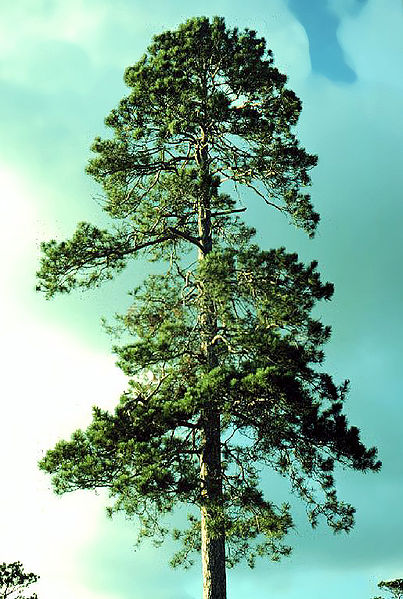 File:Pinus resinosa1.jpg