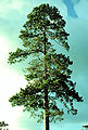 Old tree in Itasca State Park, Minnesota