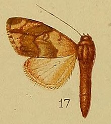 Pl.36-fig.17-Aiteta thermistis (Hampson, 1910) (Carea).JPG