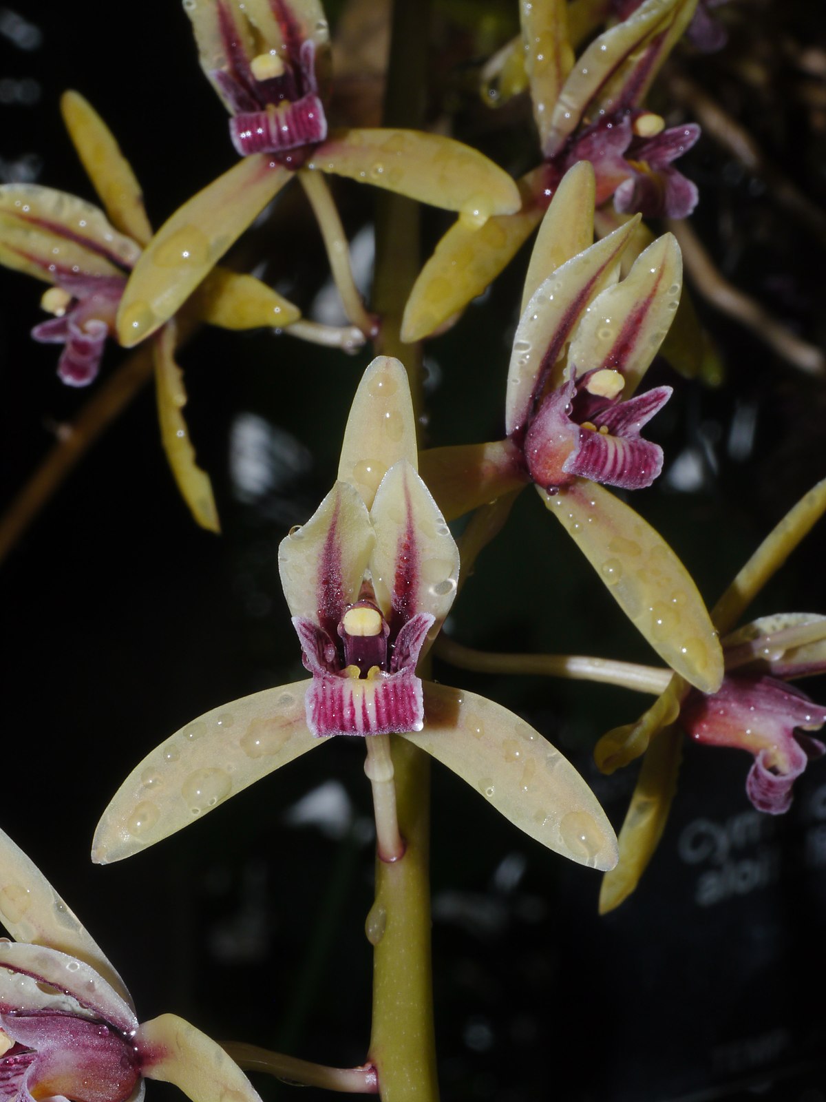 Cymbidium - Wikimedia Commons