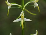 Platanthera bifolia (14260360385).jpg
