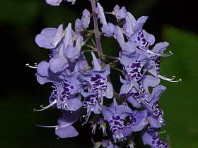 Flores de Plectranthus fruticans.