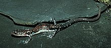 Plethodon ouachitae.jpg