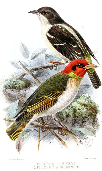 File:PloceusKeulemans.jpg