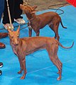 Andalusian Podenco, Smooth-haired, Small, red