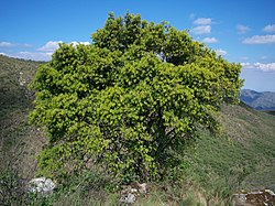 Argentiinanpodokarpus (Podocarpus parlatorei)