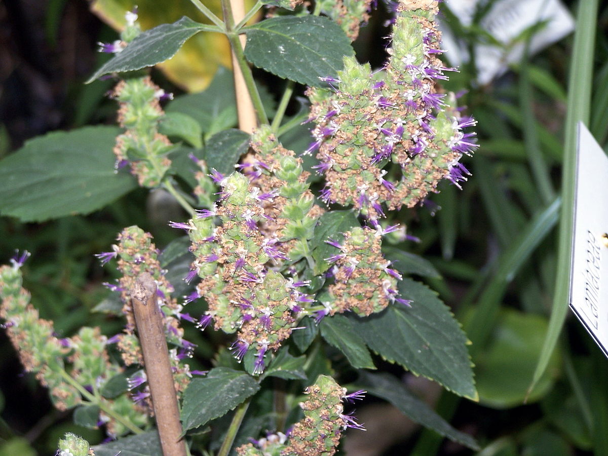 Patchouli  Les Mauvaises Herbes