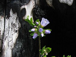 Polemonium californicum