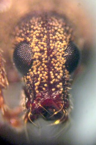 <i>Polydacrys</i> Genus of insects