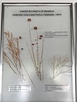 Polygala violacea + Polygala longicaulis + Polygala glochidiata - Herbário Ezechias Paulo Heringer - DSC09779.JPG