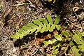 Polypodium amorphum