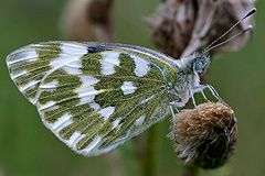 Pontia edusa