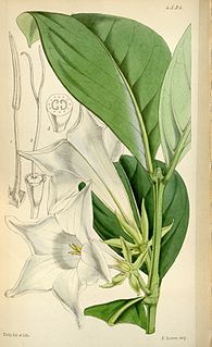 <i>Portlandia albiflora</i> Species of plant