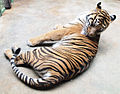 Prague Zoo - tiger 3.jpg