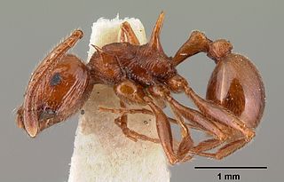 <i>Pristomyrmex bispinosus</i> Species of ant