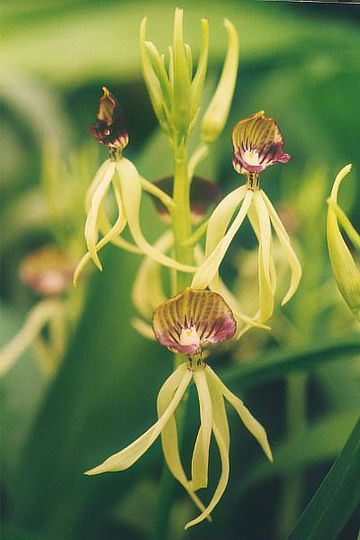 Prosthechea