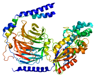 <span class="mw-page-title-main">GNG2</span> Protein-coding gene in the species Homo sapiens