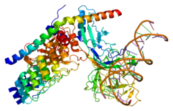 Ақуыз MAML1 PDB 2f8x.png