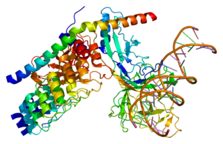 <span class="mw-page-title-main">MAML1</span> Protein-coding gene in the species Homo sapiens