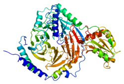 PDC ақуызы PDB 2trc.png