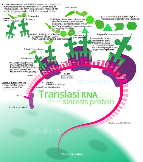 Proses translasi dari mRNA sebagai bagian dari sintesis protein pada sel eukariota