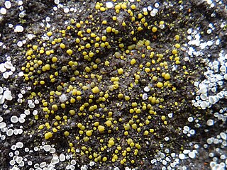 <i>Protoblastenia</i> Genus of lichens