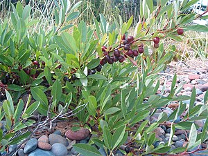 Zandkers (Prunus pumila) met fruit eind juli