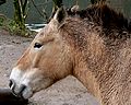 Przewalski-Pferd Porträt.jpg