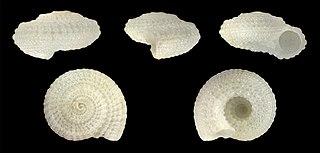 <i>Pseudotorinia</i> Genus of gastropods