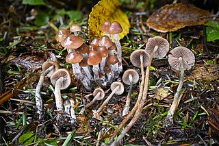 <i>Psilocybe pelliculosa</i> Species of fungus