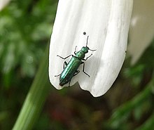 Psilotrix viridicoerulea. Melyridae. Cleroidae - Flickr - gailhampshire.jpg