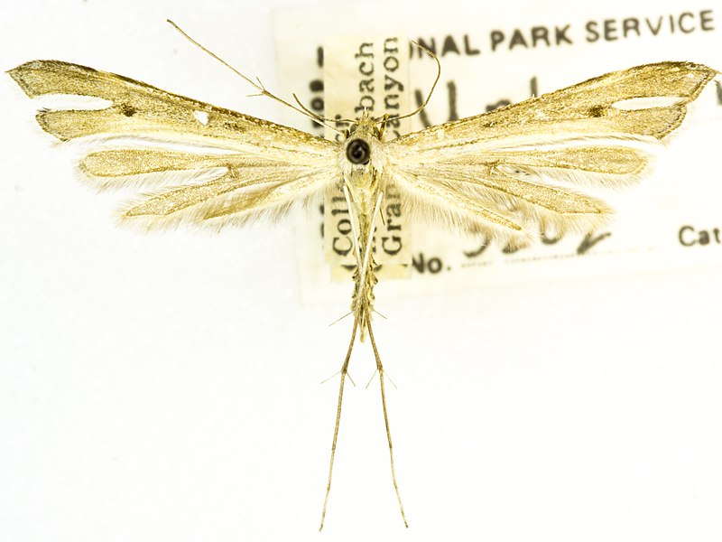File:Pterophoridae -72054, Grand Canyon Village, Grand Canyon, Arizona, 1950 05 29, Louis Schellbach III (49549800146).jpg