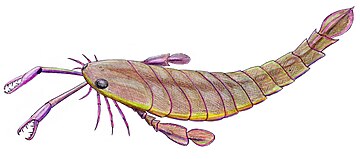 Restoration of the Silurian-Middle Devonian eurypterid ("sea scorpion") Pterygotus Pterygotus anglicus reconstruction.jpg