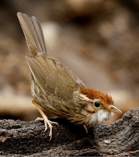 ไฟล์:Puff-throatedBabbler_(Pellorneum_ruficeps).jpg