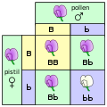 A Punnett square, cross between pea plants heterozygous for purple (B) and white (b) blossoms.