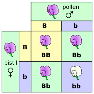 Genotype classification system used to categorize organisms based on their genetic characteristics; organisms full hereditary information, part (DNA sequence) of the genetic makeup of a cell, one of three factors that determine phenotype