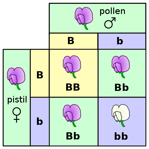 A Punnett square for one of Mendel's pea plant experiments – self-fertilization of the F1 generation