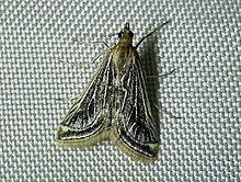 Pyrausta linealis 71733834.jpg