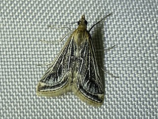 <i>Pyrausta linealis</i> Species of moth