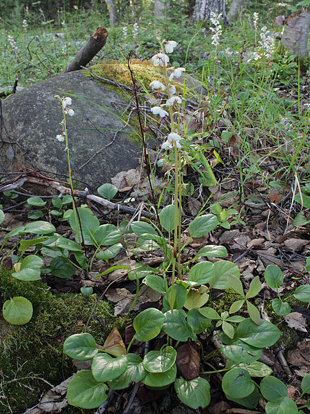 File:Pyrola rotundifolia Simo, Finland 14.07.2013.jpg