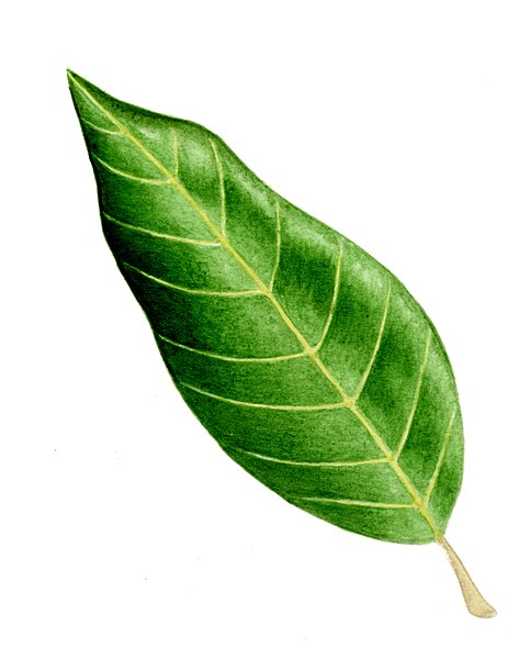File:Quercus ilex leaf illustration.jpg