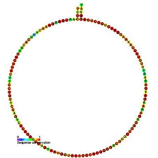 Small nucleolar RNA SNORD22