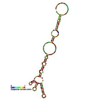 Heat shock protein 70 (Hsp70) internal ribosome entry site (IRES)
