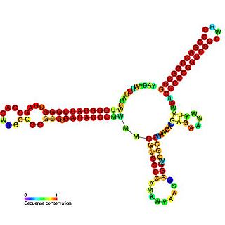 <i>Pseudomonas</i> sRNA P15