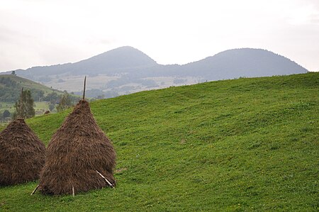 Mogoș