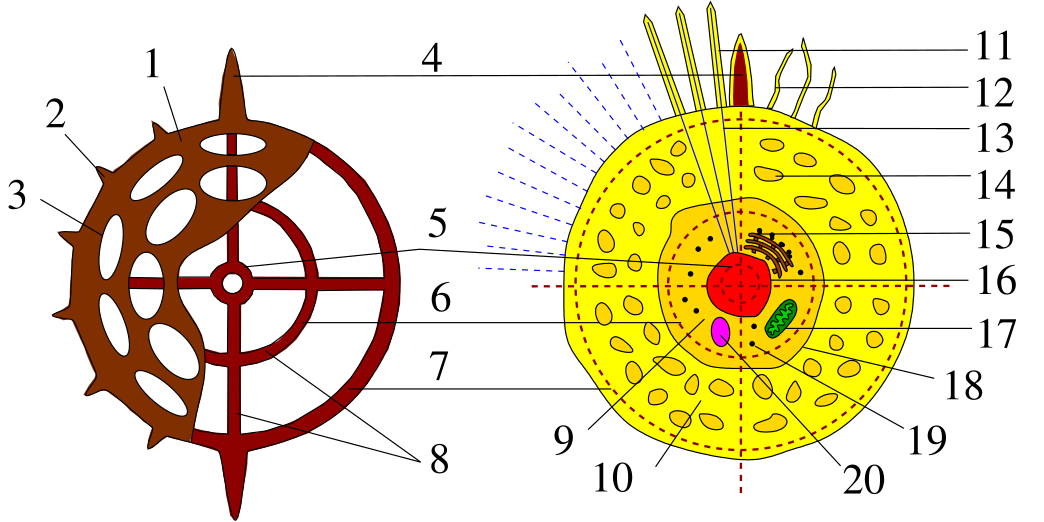 Строение клетки. Радиолярии схема. Осьминог схема. Диатомовые водоросли строение клетки.