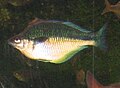 Rainbowfish.jpg
