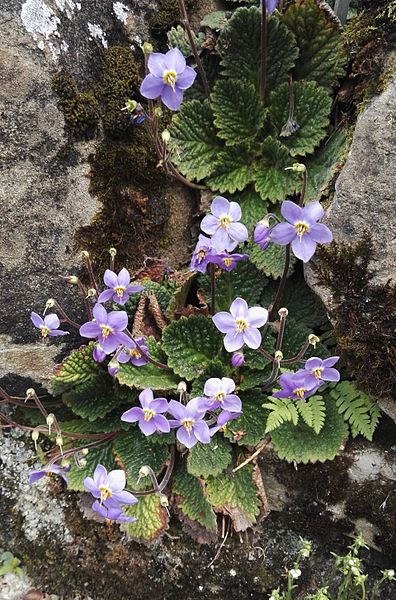 File:Ramonda myconi (L.) Reichb. (Gesneriaceae)-1F.jpg